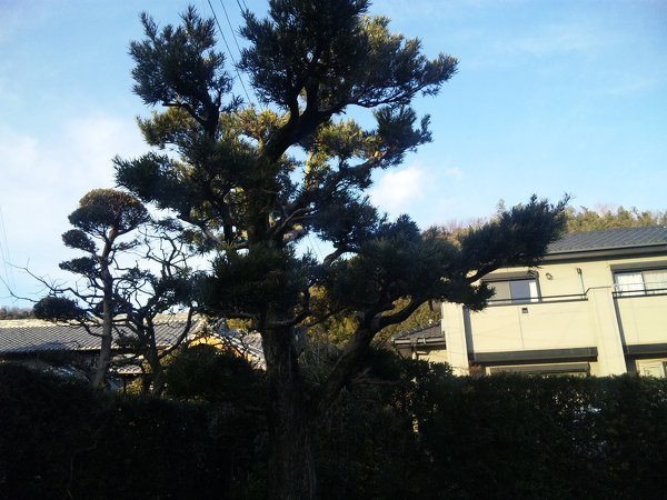 5メートル程の高さになってしまったマキの木があります。背を低く 