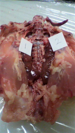 写真のニワトリの背骨の両側 1 2 にある赤い内臓はなんです Yahoo 知恵袋