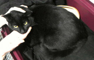 黒猫に付ける名前で迷っています 閲覧ありがとうございます 来週わが家に Yahoo 知恵袋