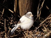 ジャンボセキセイインコの寿命はどのくらい ジャンボセキセイインコは人間 Yahoo 知恵袋