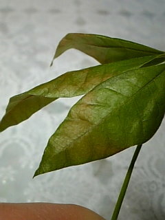 パキラについて 水耕栽培しているパキラの葉が 一部茶色くなっ Yahoo 知恵袋