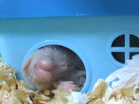 ハムスターのお尻について ハムスター オス を飼っていま Yahoo 知恵袋