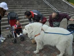 聞いて下さい デカイ犬 昨日 運転中 犬を連れて歩いている女性 Yahoo 知恵袋