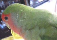 コザクラインコ ノーマル の羽の変色 2月4日に 顔の横のところに Yahoo 知恵袋