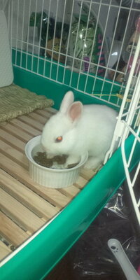 生後１ヵ月 子うさぎの食事量について このたび ミニウサギを飼いま Yahoo 知恵袋