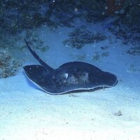 エイの尻尾には毒がありますが 海や水槽で一緒に泳いでいる魚には刺さらない Yahoo 知恵袋