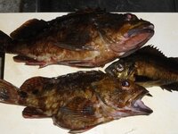 この左の２匹の魚はカサゴでしょうか タケノコメバルでしょうか Yahoo 知恵袋