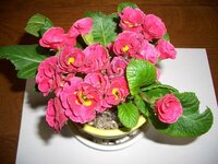 プリムラジュリアンの花を食べられてしまいました 花びらがレース Yahoo 知恵袋