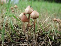 これはなんというキノコですか 食したり採集したら捕まる Yahoo 知恵袋