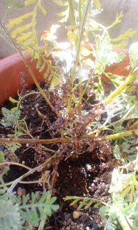 ラベンダーが枯れてしまいました もう復活できないのでしょうか 憧 Yahoo 知恵袋