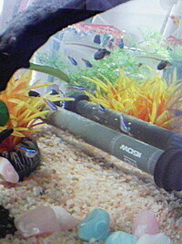 お腹のかなり膨れたネオンテトラがオレンジ色の飾りの下に ずっ Yahoo 知恵袋