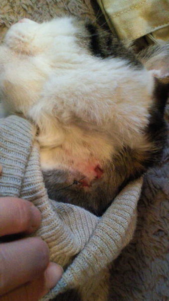 先日、猫の食道チューブの元の消毒について回答頂いたものです 