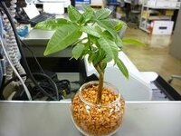 観葉植物パキラのハイドロカルチャーをインターネットで購入しました オフ Yahoo 知恵袋