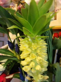 この花の名前を教えて下さい パイナップルみたいな形です また Yahoo 知恵袋