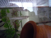 90 水槽でブラントノーズガーを飼っています ポリプテルスと混 Yahoo 知恵袋