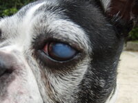 犬のボストンテリア６歳が水庖性角膜症の病気になり１年が経ちま Yahoo 知恵袋