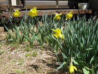 植えっぱなしの水仙が 今年は葉っぱばかりで花が付きませんでした 写 Yahoo 知恵袋