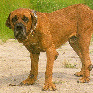 秋田犬は日本犬の中で唯一の大型犬とききましたが 土佐犬は日本犬ではない Yahoo 知恵袋