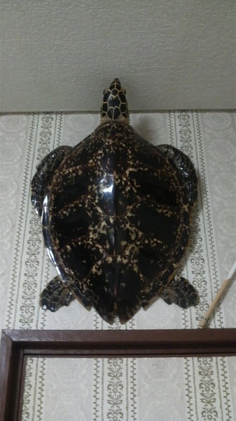 べっ甲の剥製について - 自宅に40年以上前に譲り受けたべっ甲の剥製