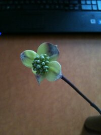 ハナミズキの花ですが ハナミズキの花の色が悪いのですがこれは 今か Yahoo 知恵袋