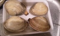 活大貝っての買ったのですが 大きさは握りこぶしくらい あさ Yahoo 知恵袋
