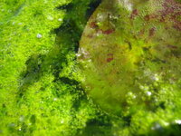 睡蓮のビオトープがアオコ？まみれに。。。

15年以上睡蓮を栽培しているのですが、
今年の1月に入ってから水の表面に空気を含んだ藻が発生し、 何度もティッシュペーパーを水面を滑らすようにして取り除いているのですが、
しばらく経つとまた藻が大繁殖してしまっている状態です。

以前と違う点は、
①生体が入っていない。
②睡蓮を鉢植えにして容器に入れているのですが、容器の底にアクア...