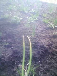 ちゃんこ葱という小ねぎの品種ですが 葉の先が茶色く枯れてるみたいになっ Yahoo 知恵袋