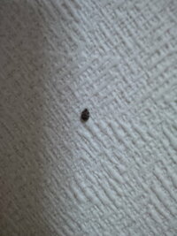ゴキブリの赤ちゃんでしょうか 昨日から 寝室に画像の虫が大量発生しています 大き 教えて 住まいの先生 Yahoo 不動産