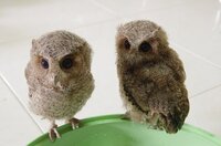 フクロウやミミズクと猫は目や顔の形状が似ていますが 生物学的な繋がりや類似があ Yahoo 知恵袋