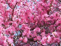 濃いピンクの花の木の名前 桜よりも濃いピンクで 今の時期満開に咲 Yahoo 知恵袋