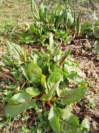 このほうれん草みたいな雑草の名前と駆除の仕方 適用道具を教え Yahoo 知恵袋