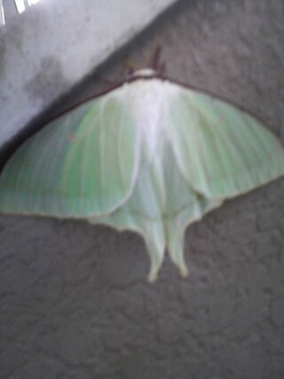 キャベツみたいなこの蝶々一体何と言うンですか 名称はなんでし Yahoo 知恵袋