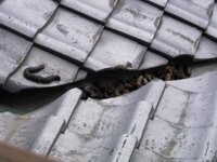 屋根の上に動物のふんのようなものがたくさんあるのを見つけました Yahoo 知恵袋