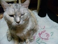 さっき急に愛猫が片目だけ開けなくなりました 自分で開こうとしているみた Yahoo 知恵袋