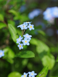 この花の名前教えて 背丈２０センチくらい非常に小さい花庭に咲いてた徳島 Yahoo 知恵袋