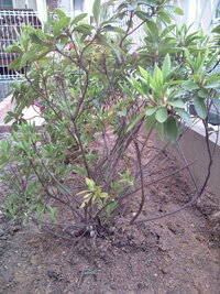 6年間放置していたツツジについて質問です 新築で越してきた際 庭 Yahoo 知恵袋