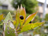 垣根に柊を植えておりますが へりグロテントウノミムシとやらの大 Yahoo 知恵袋