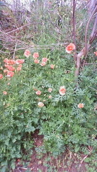 黄色い花 今マーガレットに似た黄色の花が空き地や土手に咲いてますがあれはなん Yahoo 知恵袋