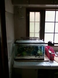 ドジョウ君は水草を掘り起こす問題児ですか その通りです 通常のドジ Yahoo 知恵袋