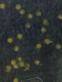 金魚が卵を産みました 透明色と少し黄色い色です 孵化しますか また エアレー Yahoo 知恵袋
