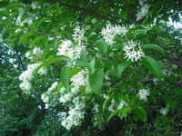 今日 センダンの花によく似た白い花の咲いた街路樹を見かけまし Yahoo 知恵袋