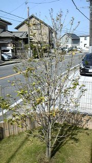 地植えのキンモクセイの葉が落ちて新芽に勢いがありません 3年 Yahoo 知恵袋