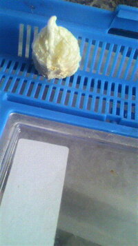 カマキリは無精卵を産むことはありますか 家のカマキリは3つも産んだ Yahoo 知恵袋