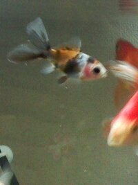 金魚 メンバー募集 ジモティー