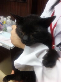 被毛検査は信用出来ますか 知人が通う動物病院では被毛検査を主に Yahoo 知恵袋