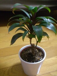 小さい観葉植物を頂いたのですが育て方がわからないので名前を教 Yahoo 知恵袋