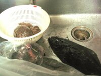 イソギンチャク料理でオススメは何ですか 漁師さんは 食べる地 Yahoo 知恵袋
