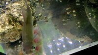 水面に浮くカワニナについて教えてくださいドジョウを飼育している水槽 Yahoo 知恵袋