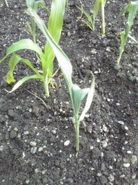 とうもろこしの苗を植えたのですが １週間後に一部の葉っぱが変色していました Yahoo 知恵袋