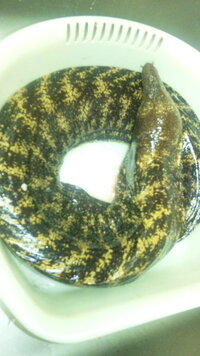 ウツボの タタキ ではなく 刺身 があると聞いたのですが 調理方法が分かりま Yahoo 知恵袋